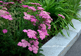  Yarrow is a blooming large number of lilac pink flowers that bloom into a light lavender pink. With a height of about 60 cm, it fits into the center of a perennial flowerbed © Michal