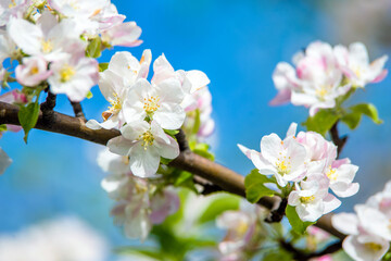 appletree blossom branch in the garden in spring