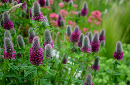 Red clover forms a dense clump of upright stems that grow from underground rhizomes in the prairie in the flowerbed abundantly blooms
