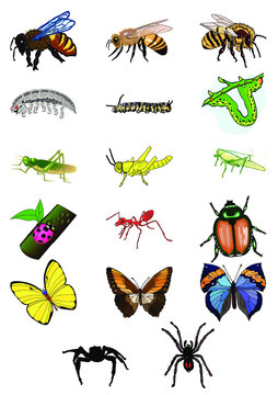 Planche d'insectes