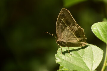 wonderful picture of dark branded bush brown ( mycalesis mineus) butterfly sitting on leaf.