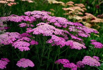  Yarrow is a blooming large number of lilac pink flowers that bloom into a light lavender pink. With a height of about 60 cm, it fits into the center of a perennial flowerbed © Michal