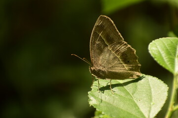 beauty in nature .dark branded bushbrown ( mycalesis mineus) butterfly sitting on leaf.
