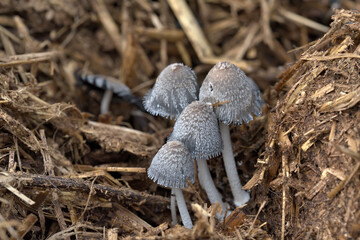 Inky cap mushroom, Coprinopsis 