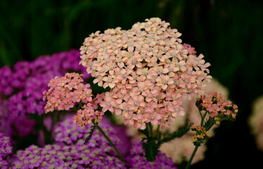 Yarrow is a blooming large number of lilac pink orange beige flowers that bloom into a light lavender pink. With a height of about 60 cm, it fits into the center of a perennial flowerbed © Michal