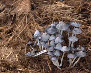 Inky cap mushroom, Coprinopsis 
