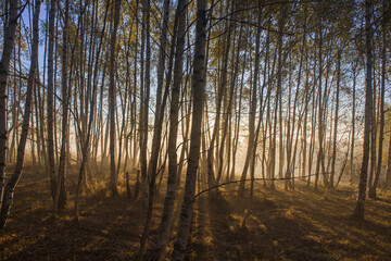 The morning sun breaks through the misty birch forest in autumn