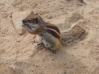 écureuil des sables