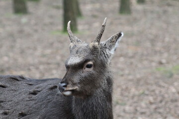 Close up of beautiful red deer in the forest at day time