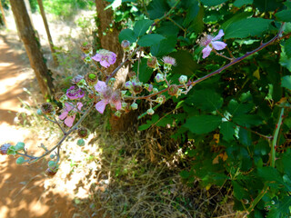 Rubus