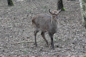 Close up of beautiful red deer in the forest at day time
