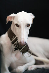 Johnny Cash Galgo Spagnolo