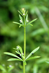 The Cleavers (Galium aparine)