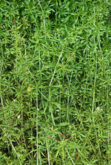 Obraz premium Tasaki (Galium aparine)