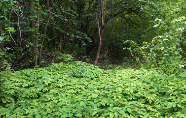 Fototapeta premium Dense thickets of ground elder