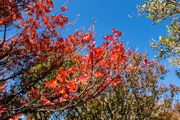 Autumn red vivid tree branch in Unzen-Amakusa National Park, Kyushu, Japan