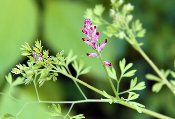 Flowers of Fumaria officinalis