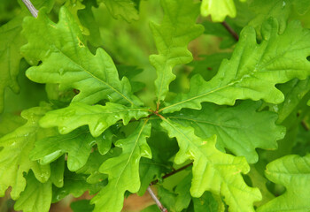 Oak leaves after summer rain