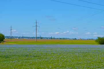 Field full of blue flowers, romantic landscape,photo
