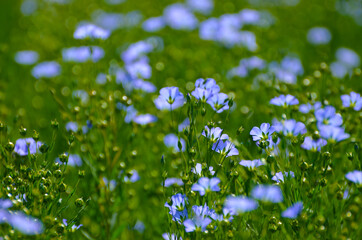 Field full of blue flowers, romantic landscape,photo