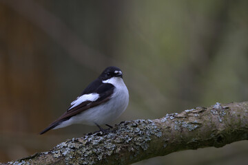 European pied flycatcher ,  Ficedula hypoleuca