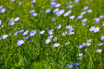 Obraz na płótnie Canvas Field full of blue flowers, romantic landscape,photo