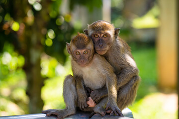 Two little monkeys hug while sitting on a fence