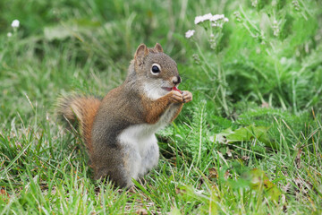 こりすちゃん　Cute squirrel
