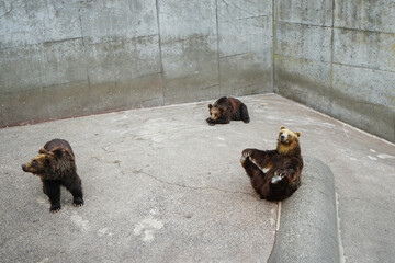 Bear in a small zoo in Japan