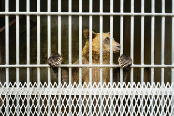 Bear in a small zoo in Japan