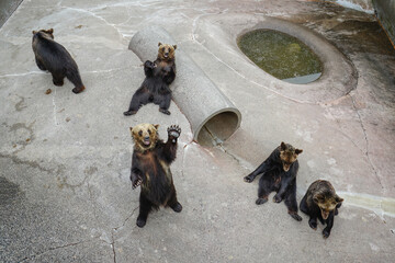 Bear in a small zoo in Japan