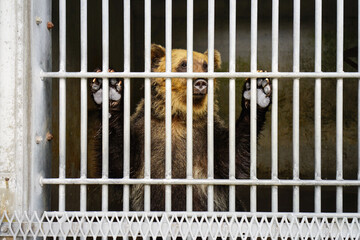 Bear in a small zoo in Japan