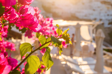 Bougainvillea flowers, close-up photo. Santorini, Cyclades, Greece