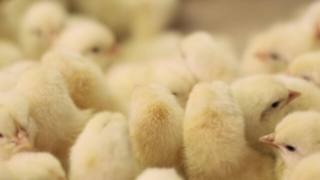 The little yellow chicks stand close together. Chickens are closely adjacent to each other. A lot of chickens hens on a poultry farm