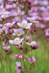 Delicate white pink flowers of Saxifrage moss in spring garden