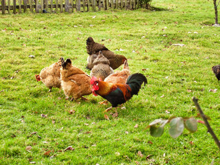 Free range chickens and cockerels displaying a many coloured and ornate plumage