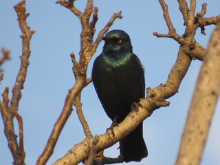 Cape Shiny, Starling, Johannesburg, South Africa, 2018