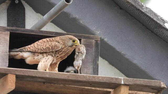 Turmfalke (Falco tinnunculus)  Weibchen mit Feldmaus