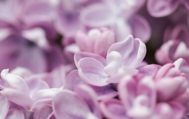 Blooming branch of purple terry Lilac in spring