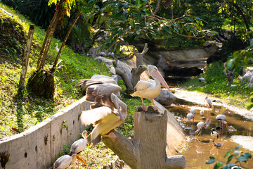 A flock of white pelicans who live in a bird park