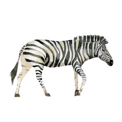 Watercolor wild Africa animals Zebra for poster, baby shower card, bridal shower card, greeting card, sticker