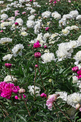 Obraz premium Blooming white and pink peonies among green leaves.