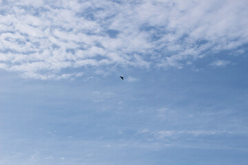 空_0013_大空と鷲