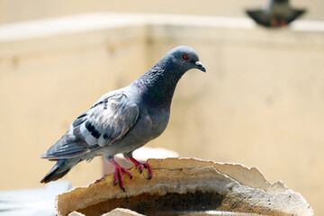 Pigeon sitting on a broken water pot