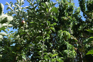 apple and peach trees