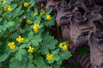 yellow flowers on a background of iron