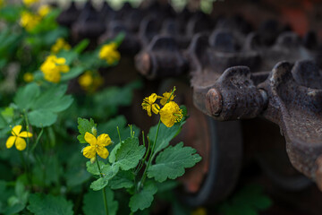 yellow flowers on a background of iron