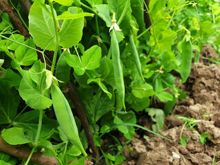A row of green peas growing in the garden.