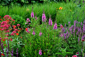 is a hardy herb with upright, richly branched stems 60-80 cm high, on which from June to September...