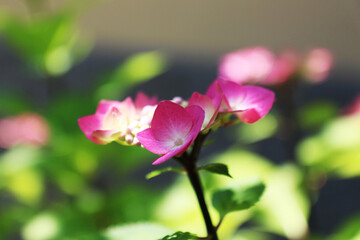 Ortensia, dettagli dei fiori in un luminoso mattino di primavera